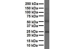 WB Suggested Anti-FOLR1 antibody Titration: 1 ug/mL Sample Type: Human liver (FOLR1 抗体  (Middle Region))