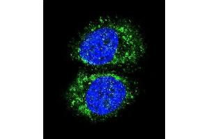 Confocal immunofluorescent analysis of RELA Antibody (N-term) (ABIN1882124 and ABIN2841044) with MCF-7 cell followed by Alexa Fluor 488-conjugated goat anti-rabbit lgG (green). (NF-kB p65 抗体  (N-Term))