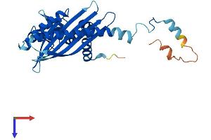 CAPZA3 Protein (AA 1-299) (His tag)
