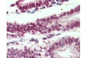 Anti-LMNB1 / Lamin B1 antibody IHC staining of human uterus. (Lamin B1 抗体  (AA 526-537))