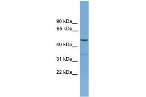 WB Suggested Anti-ARHGAP1 Antibody Titration: 0.