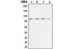 Western blot analysis of Ku80 expression in HeLa (A), A673 (B), A549 (C), COS7 (D) whole cell lysates. (XRCC5 抗体  (C-Term))