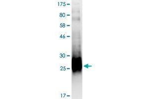 Image no. 2 for CD70 Molecule (CD70) (AA 52-193) protein (His-DYKDDDDK-Strep II Tag) (ABIN4369859)