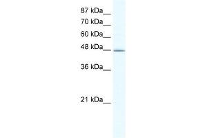 DMAP1 antibody (20R-1081) used at 0. (DMAP1 抗体  (N-Term))