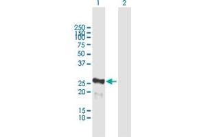 Western Blot analysis of MIS12 expression in transfected 293T cell line by MIS12 MaxPab polyclonal antibody. (MIS12 抗体  (AA 1-205))