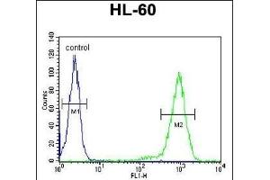 SIA8C Antibody (C-term) (ABIN651785 and ABIN2840398) flow cytometric analysis of HL-60 cells (right histogram) compared to a negative control cell (left histogram). (ST8SIA3 抗体  (C-Term))