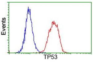 Image no. 6 for anti-Tumor Protein P53 (TP53) antibody (ABIN1499968) (p53 抗体)