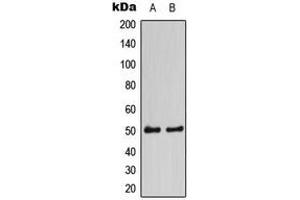 Western blot analysis of CaMK2 alpha/delta expression in HEK293A (A), NIH3T3 (B) whole cell lysates. (CaMK2 alpha/delta 抗体  (Center))