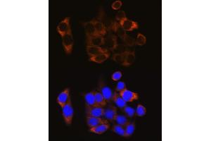 Immunofluorescence (IF) image for anti-Calpain 1, Large Subunit (CAPNL1) (AA 20-330) antibody (ABIN3021623)