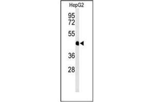 Western blot analysis of HFE2 / Hemojuvelin Antibody (C-term) in HepG2 cell line lysates (35ug/lane). (HFE2 抗体  (C-Term))