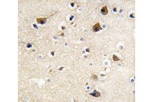 IHC analysis of FFPE human brain tissue stained with Calmodulin antibody (Calmodulin 1 抗体  (AA 117-149))