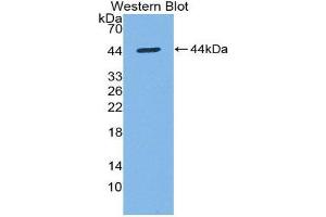 Western Blotting (WB) image for anti-Keratin 7 (KRT7) (AA 91-394) antibody (Biotin) (ABIN1173119) (Cytokeratin 7 抗体  (AA 91-394) (Biotin))