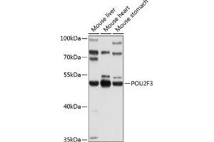 Western blot analysis of extracts of various cell lines, using POU2F3 Antibody (ABIN6131135, ABIN6145982, ABIN6145983 and ABIN6214169) at 1:1000 dilution. (POU2F3 抗体  (AA 1-180))