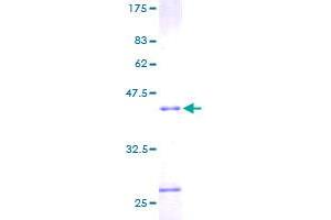 RNASE4 Protein (AA 1-147) (GST tag)