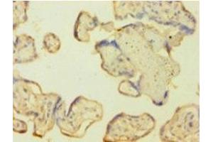 Immunohistochemistry of paraffin-embedded human placenta tissue using ABIN7146925 at dilution of 1:100 (Caspase 1 抗体  (AA 120-269))