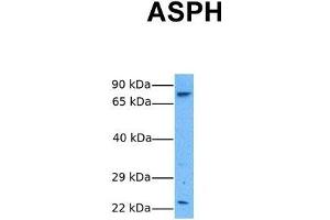 Host:  Rabbit  Target Name:  ASPH  Sample Tissue:  Human 293T  Antibody Dilution:  1. (Aspartate beta Hydroxylase 抗体  (N-Term))
