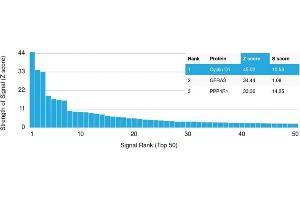Analysis of Protein Array containing more than 19,000 full-length human proteins using Cyclin D1 Mouse Monoclonal Antibody (CCND1/2593). (Cyclin D1 抗体)