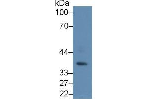 Western Blot; Sample: Mouse Testis lysate; Primary Ab: 2µg/ml Rabbit Anti-Human PRKAg1 Antibody Second Ab: 0. (PRKAG1 抗体  (AA 70-300))