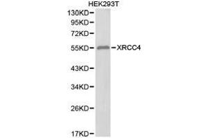 Western Blotting (WB) image for anti-X-Ray Repair Complementing Defective Repair in Chinese Hamster Cells 4 (XRCC4) antibody (ABIN1875367) (XRCC4 抗体)