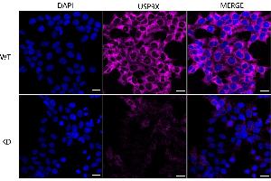 Immunocytochemical staining of HeLa cells using USP9X antibody (ABIN7800739), 1:1,000), Top panel: wild-type (WT), Bottom panal: USP9X shRNA knockdown (KD).