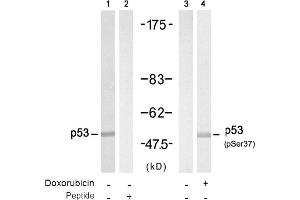 Image no. 1 for anti-Tumor Protein P53 (TP53) (pSer37) antibody (ABIN319217) (p53 抗体  (pSer37))