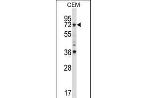 RORC Antibody (Center) (ABIN657708 and ABIN2846699) western blot analysis in CEM cell line lysates (35 μg/lane). (RORC 抗体  (AA 187-216))