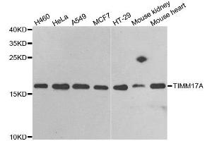 Western blot analysis of extracts of various cell lines, using TIMM17A antibody. (TIMM17A 抗体)