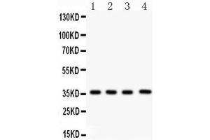 Anti- PBK Picoband antibody, Western blotting All lanes: Anti PBK  at 0.