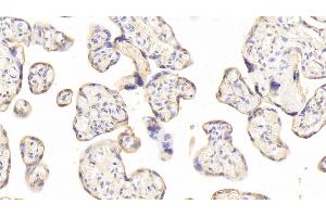 Detection of JAM2 in Human Placenta Tissue using Polyclonal Antibody to Junctional Adhesion Molecule 2 (JAM2) (JAM2 抗体  (AA 74-250))
