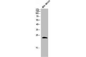 Western Blot analysis of MDA-MB-435 cells using GAS3 Polyclonal Antibody (PMP22 抗体  (C-Term))