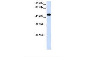 Image no. 1 for anti-Makorin Ring Finger Protein 2 (MKRN2) (AA 326-375) antibody (ABIN6738062)