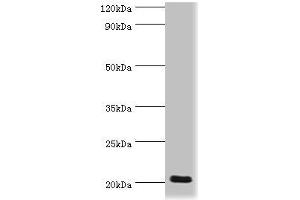Western blot All lanes: Prion-like protein doppel antibody at 2 μg/mL + Mouse spleen tissue Secondary Goat polyclonal to rabbit IgG at 1/10000 dilution Predicted band size: 20 kDa Observed band size: 20 kDa (PRND 抗体  (AA 20-160))