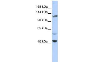 Western Blotting (WB) image for anti-Potassium Voltage-Gated Channel, Subfamily H (Eag-Related), Member 3 (Kcnh3) (Middle Region) antibody (ABIN2780208)