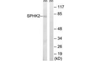 Western blot analysis of extracts from 293 cells, using SPHK2 (Ab-614) Antibody. (SPHK2 抗体  (AA 580-629))