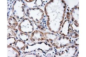 Immunohistochemical staining of paraffin-embedded Kidney tissue using anti-PTPRE mouse monoclonal antibody. (PTPRE 抗体)