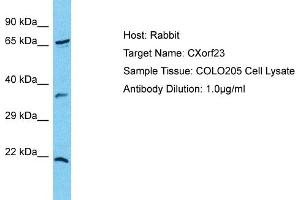 Host: Rabbit Target Name: CXorf23 Sample Type: COLO205 Whole cell lysates Antibody Dilution: 1. (CXORF23 抗体  (N-Term))