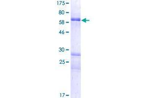 DOK6 Protein (AA 1-331) (GST tag)