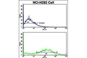 Flow cytometric analysis of NCI- cells using Calponin-1 Antibody (N-term)(bottom histogram) compared to a negative control cell (top histogram). (CNN1 抗体  (N-Term))