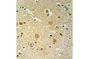 Immunohistochemistry analysis in formalin fixed and paraffin embedded brain tissue reacted with PLEKHH2 Antibody (C-term) followed which was peroxidase conjugated to the secondary antibody and followed by DAB staining. (PLEKHH2 抗体  (C-Term))