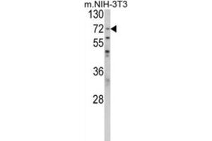 Western Blotting (WB) image for anti-Poly(A) Binding Protein, Cytoplasmic 1 (PABPC1) antibody (ABIN3001716) (PABP 抗体)