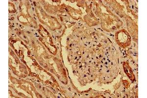 IHC image of ABIN7155274 diluted at 1:800 and staining in paraffin-embedded human kidney tissue performed on a Leica BondTM system. (KAT5 抗体  (AA 3-512))
