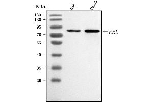 Western blot analysis of c-Rel/REL using anti-c-Rel/REL antibody (ABIN7599778).