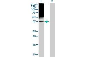 Western Blot analysis of TAF7 expression in transfected 293T cell line by TAF7 MaxPab polyclonal antibody. (TAF7 抗体  (AA 1-349))
