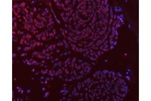 anti-Thymidylate Synthetase (TYMS) (AA 1-313) antibody