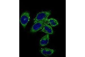 Immunofluorescence analysis of HepG2 cells using CLGN mouse mAb (green). (Calmegin 抗体  (AA 249-405))