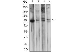 Western blot analysis using CD10 mouse mAb against LNcap (1), Ramos (2), Raji (3), and NTERA-2 (4) cell lysate. (MME 抗体  (AA 549-750))