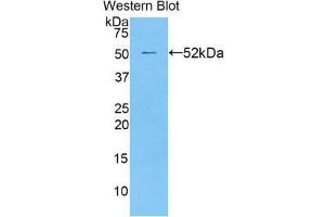 Western Blotting (WB) image for anti-Transcription Factor A, Mitochondrial (TFAM) (AA 43-246) antibody (ABIN1860701) (TFAM 抗体  (AA 43-246))