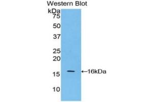 WB of Protein Standard: different control antibodies against Highly purified E. (APOA4 ELISA 试剂盒)
