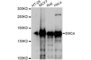 Western blot analysis of extracts of various cell lines, using SMC4 antibody. (SMC4 抗体)