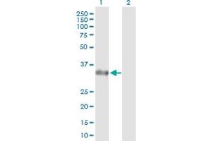 Western Blot analysis of STX2 expression in transfected 293T cell line by STX2 MaxPab polyclonal antibody.